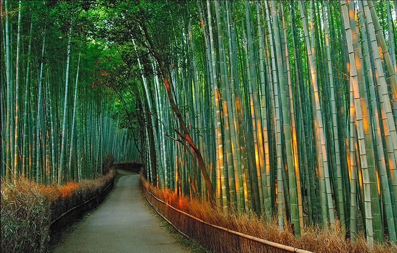 CUNG ĐƯỜNG VÀNG NHẬT BẢN: TOKYO – NÚI PHÚ SĨ – NAGOYA – KYOTO – OSAKA